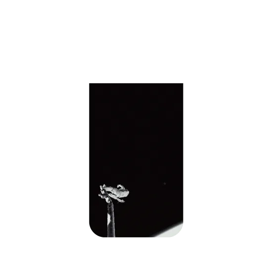 image-preview-2