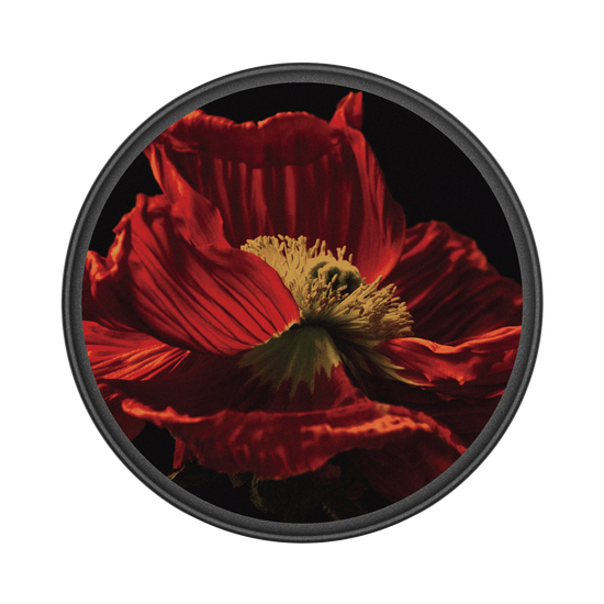 Poppies 3