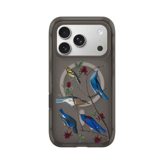 Aves de América - Mosquitero de Townsend y azulejo
