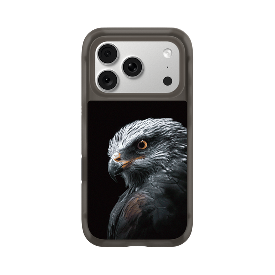 Black Kite
