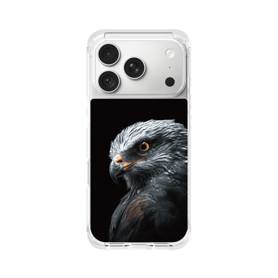 Black Kite