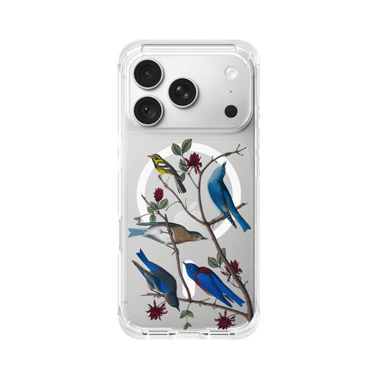 Birds of America - Townsend's Warbler & Blue Birds