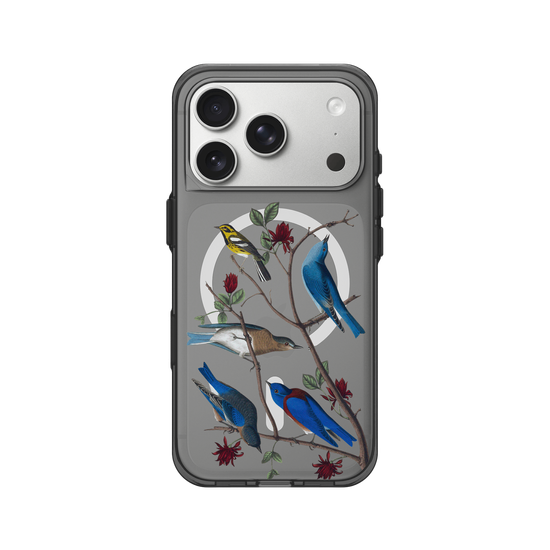 Vögel Amerikas – Townsend-Waldsänger & Blauvögel