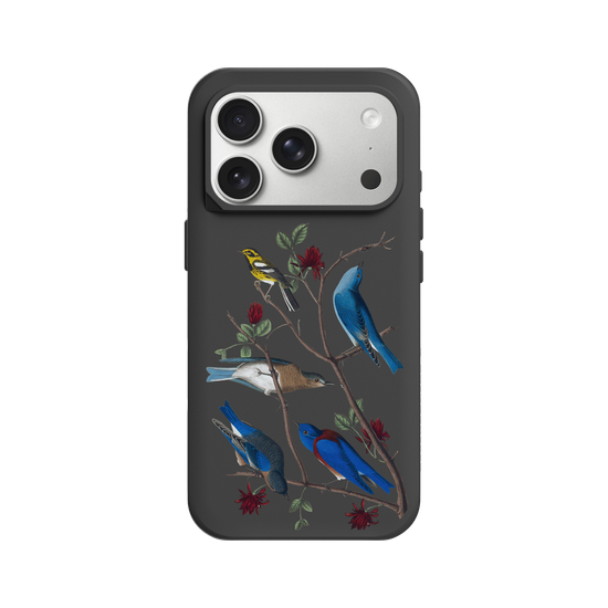 Oiseaux d’Amérique – Paruline de Townsend & Merles Bleus
