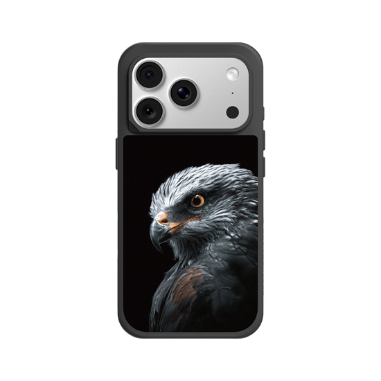 Black Kite