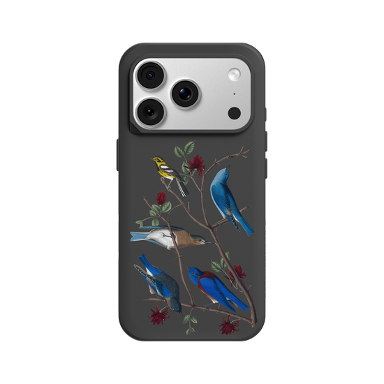 Birds of America - Townsend's Warbler & Blue Birds