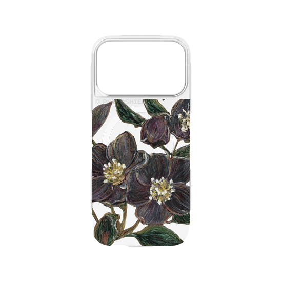 November Helleborus