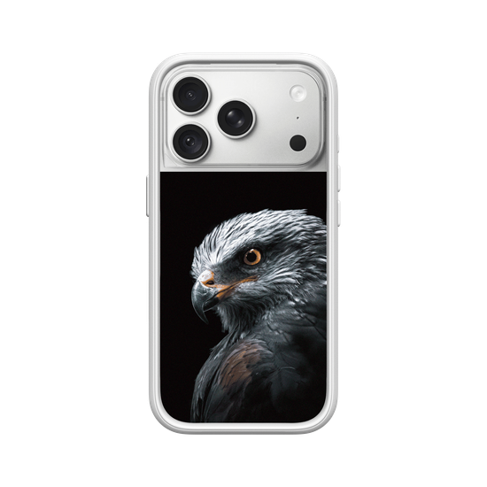Black Kite