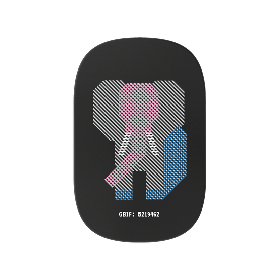 Asiatic Elephant