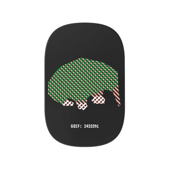 Long-beaked Echidna