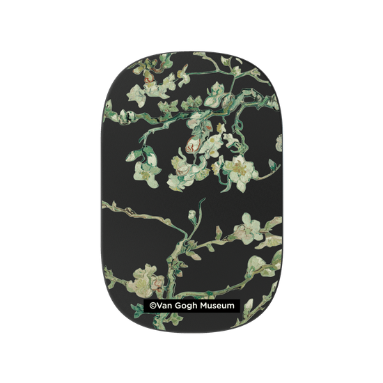 Almond Blossom - Transparent