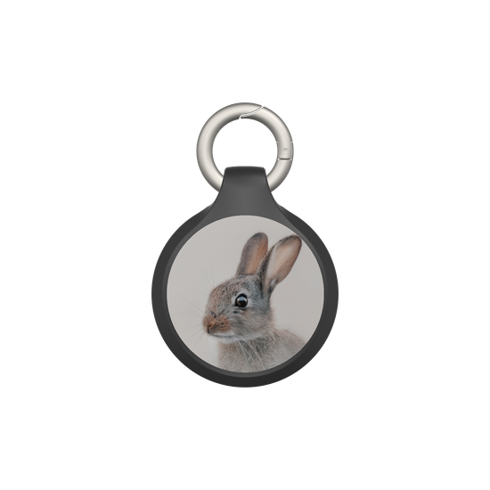 European Rabbit