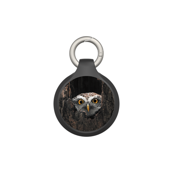 Owl in Tree