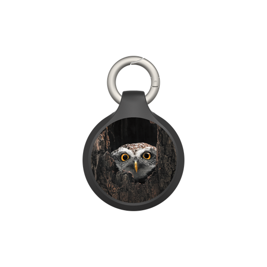 Owl in Tree