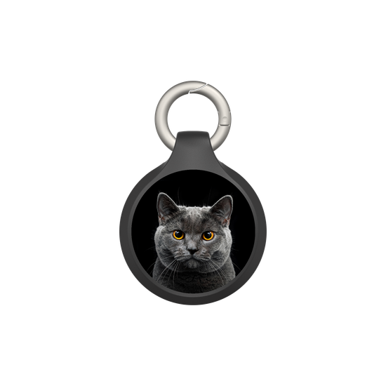 Grey Cat