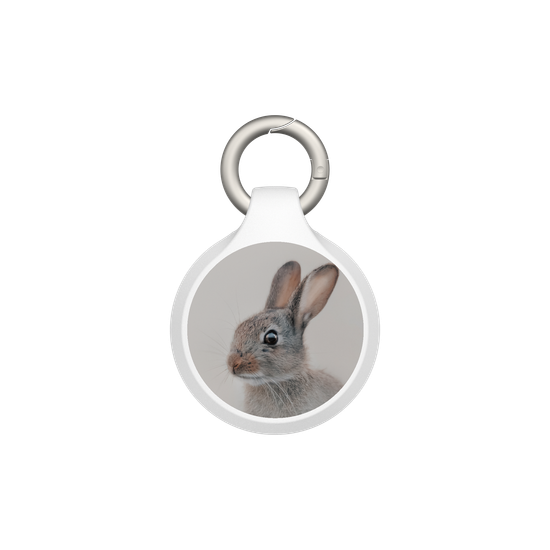 European Rabbit