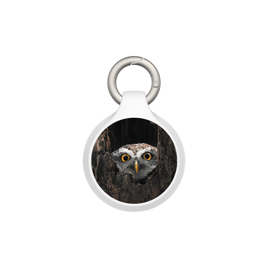 Owl in Tree
