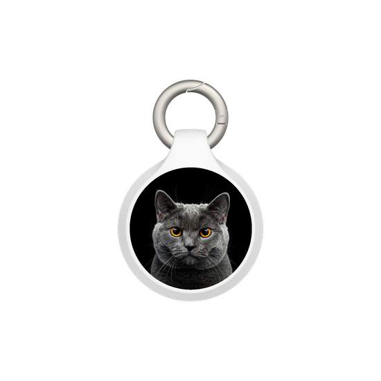 グレーの猫