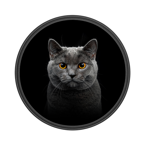 グレーの猫