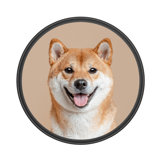 Shiba Inu
