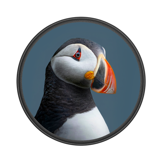 Puffin