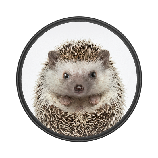 Hedgehog