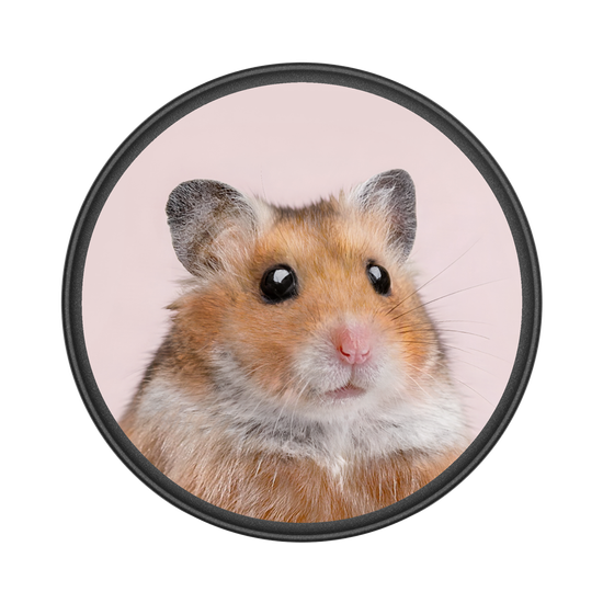 Hamster