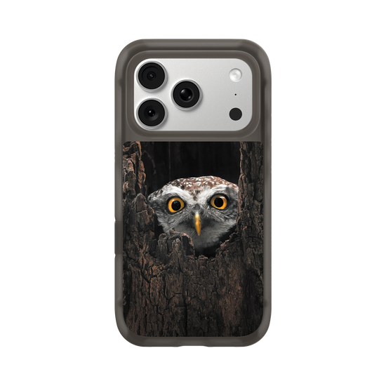 Owl in Tree