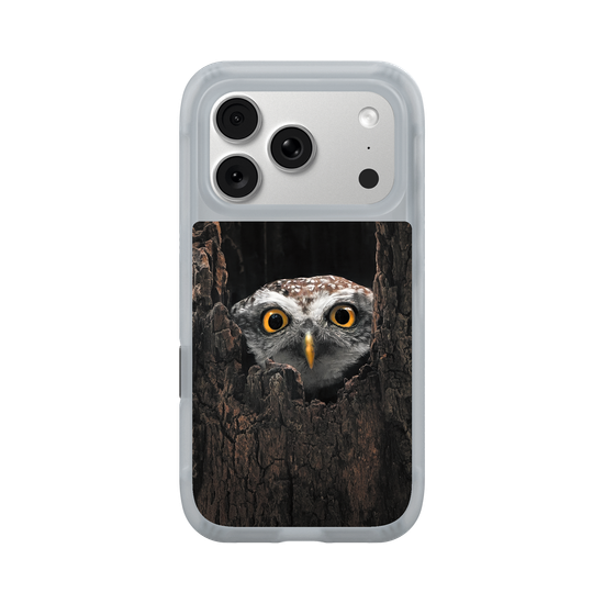 Owl in Tree
