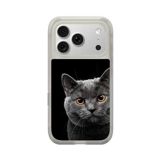 Grey Cat