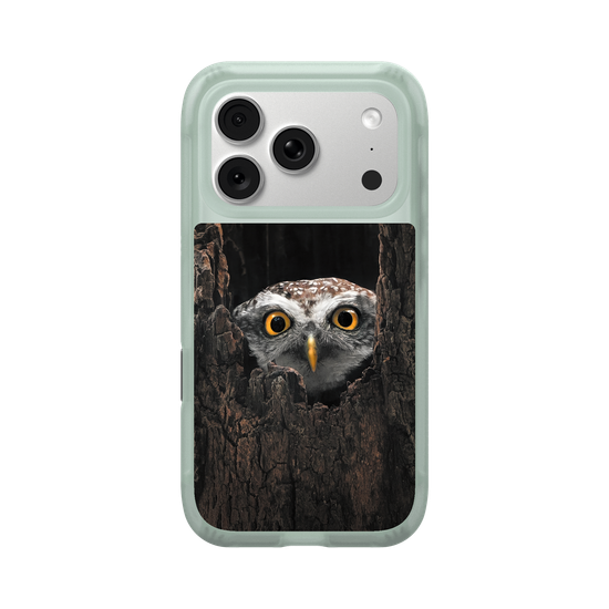 Owl in Tree