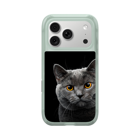 Grey Cat