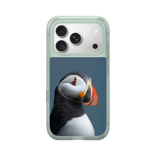 Puffin