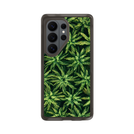 Palm Trees
