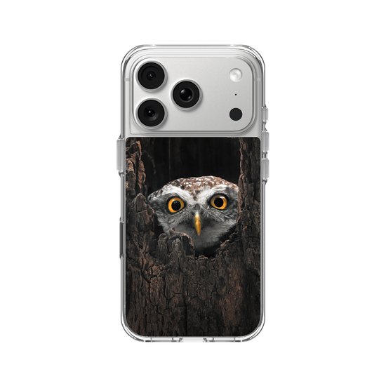 Owl in Tree