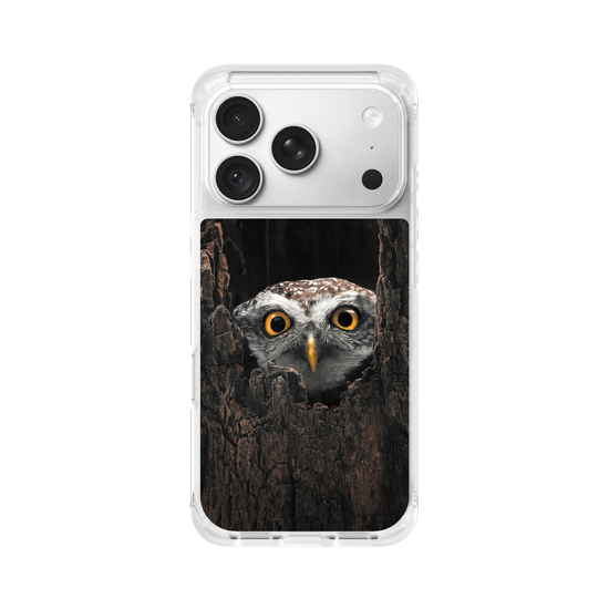 Owl in Tree