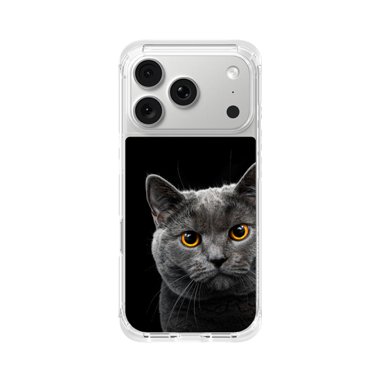 Grey Cat