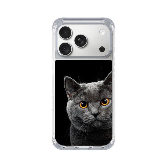 Graue Katze