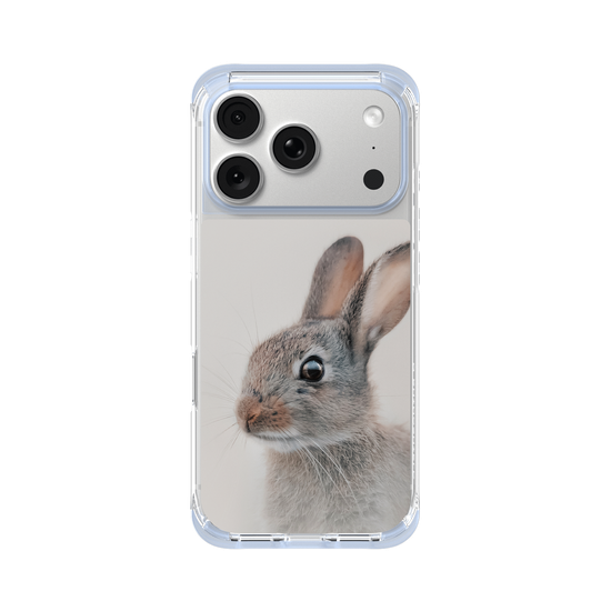 European Rabbit