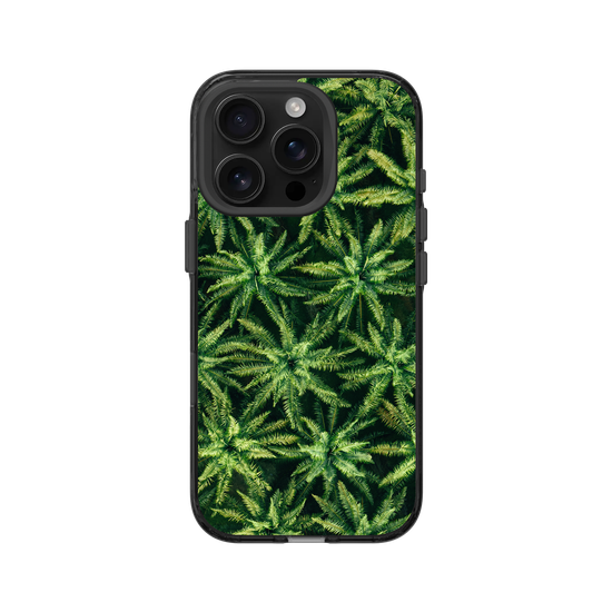 Palm Trees
