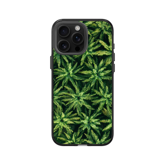 Palm Trees