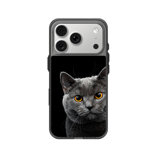 Grey Cat
