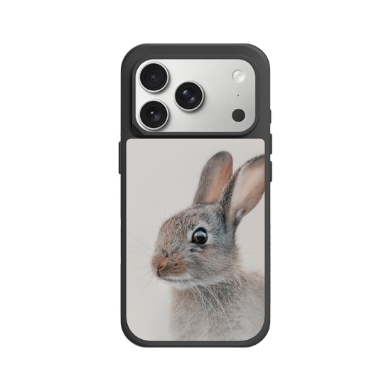 European Rabbit