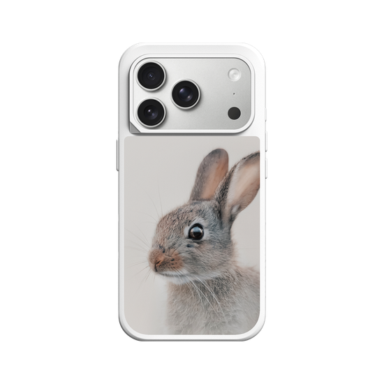 European Rabbit