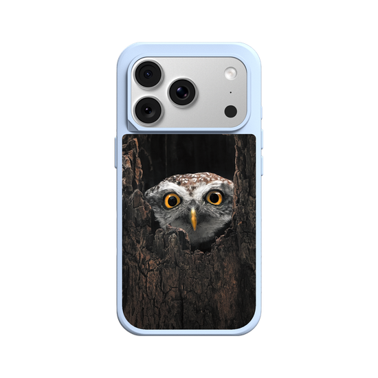 Owl in Tree