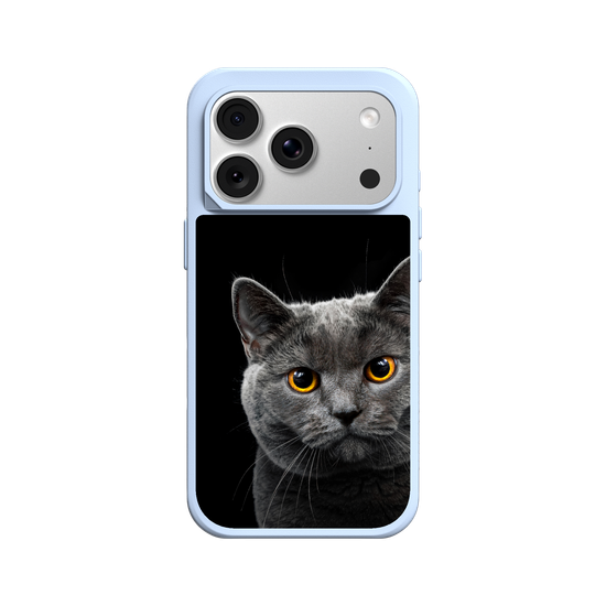 Grey Cat