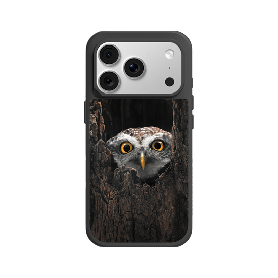 Owl in Tree