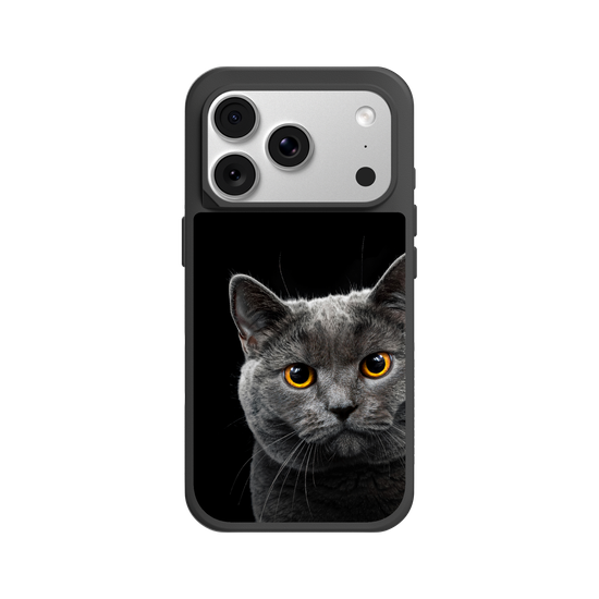 Grey Cat
