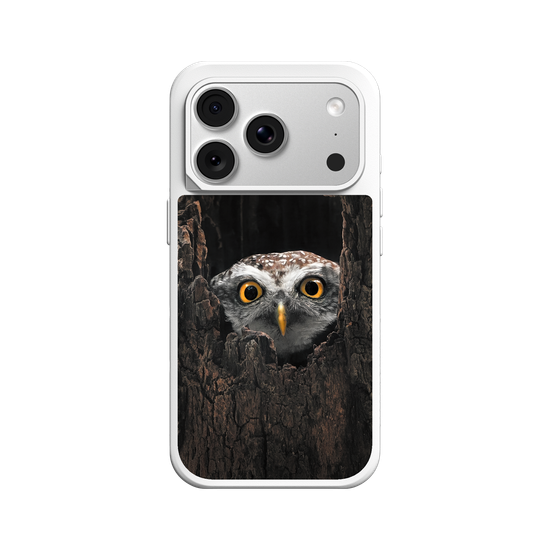 Owl in Tree
