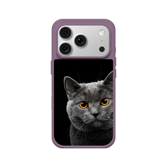 Grey Cat